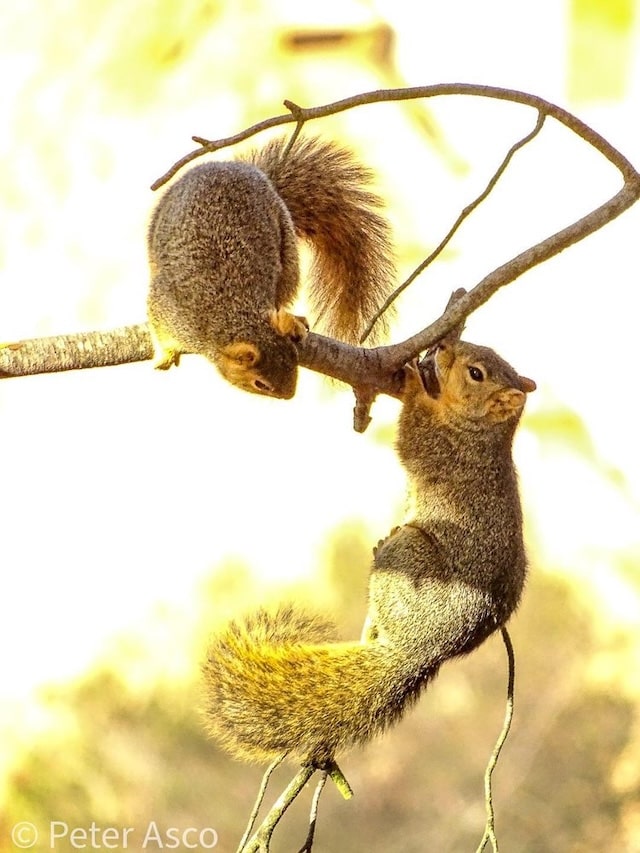 Squirrels playing